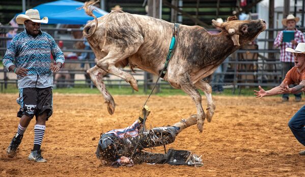 الثور يلقي متسابقه أرضا خلال مسابقة رعاة البقر التي أقيمت في هايسيد كاوبوي تشيرتش، 4 يوليو 2020 في ثاكستن، ولاية ميسيسيبي الأمريكية - سبوتنيك عربي
