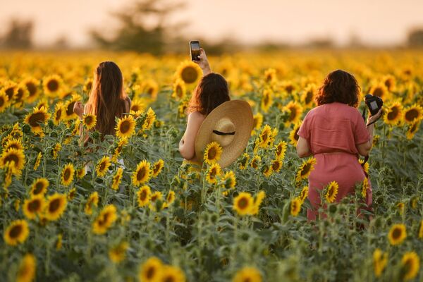 فتيات أثناء التقاط صور لزهور عباد الشمس في الحقل في منطقة سيمفيروبول، شبه جزيرة القرم الروسية 9 يوليو 2020 - سبوتنيك عربي
