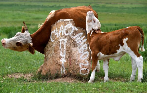 رعي الأبقار في السهوب بالقرب من قرية سوليونوأزورنويه في جمهورية خاكاسيا الروسية، 13 يوليو 2020 - سبوتنيك عربي