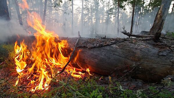 اشتعال الحرائق في غابات سيبيريا، ياقوتيا، روسيا 17 يوليو 2020 - سبوتنيك عربي