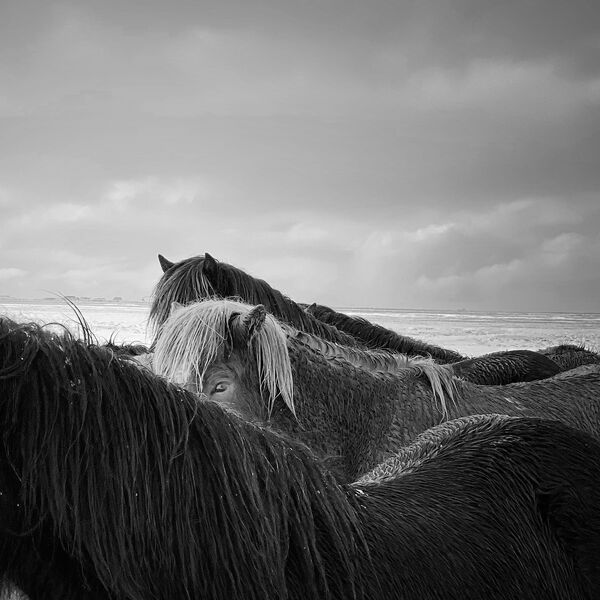 صورة بعنوان الخيول، للمصور الصيني تشياوجون جانغ، الحائز على المركز الأول في فئة التصوير الحيوانات في جوائز مسابقة مصور العام في التصوير بواسطة الهاتف المحمول أيفون لعام 2020 - سبوتنيك عربي
