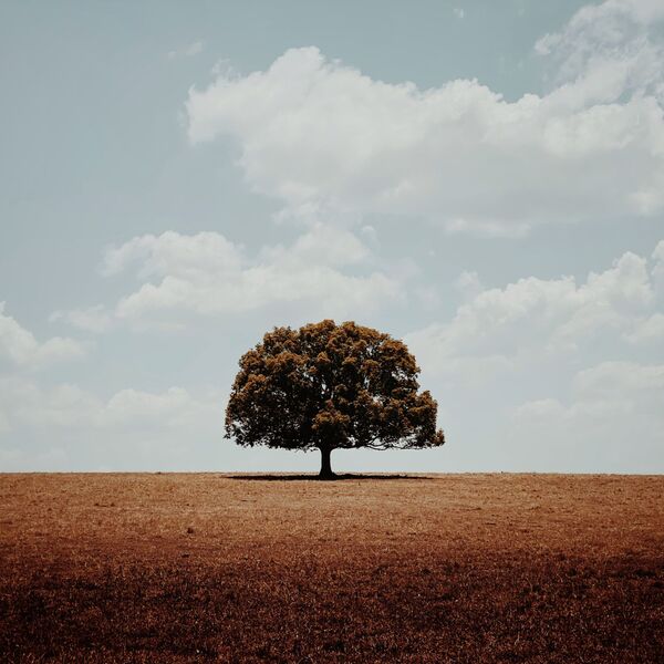 صورة بعنوان وحيد، للمصور الأسترالي غلين هومان، الحائزة على الجائزة الرئيسية في فئة التصوير الأشجار في جوائز مسابقة مصور العام في التصوير بواسطة الهاتف المحمول أيفون لعام 2020 - سبوتنيك عربي