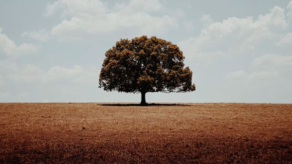 صورة بعنوان وحيد، للمصور الأسترالي غلين هومان، الحائزة على الجائزة الرئيسية في فئة التصوير الأشجار في جوائز مسابقة مصور العام في التصوير بواسطة الهاتف المحمول أيفون لعام 2020 - سبوتنيك عربي