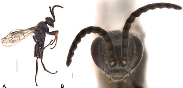 الدبور العنكبوتي الذي يصطاد الرتيلاء (Epipompilus namadgi) - سبوتنيك عربي