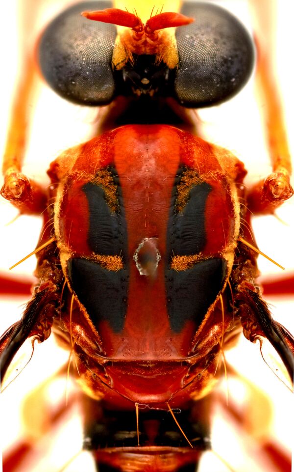الذبابة ديدبوول (Deadpool fly: Humorolethalis sergius) - سبوتنيك عربي