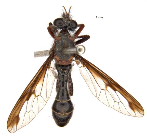 الذبابة الأرملة السوادء (Black Widow's fly: Daptolestes feminategus) - سبوتنيك عربي