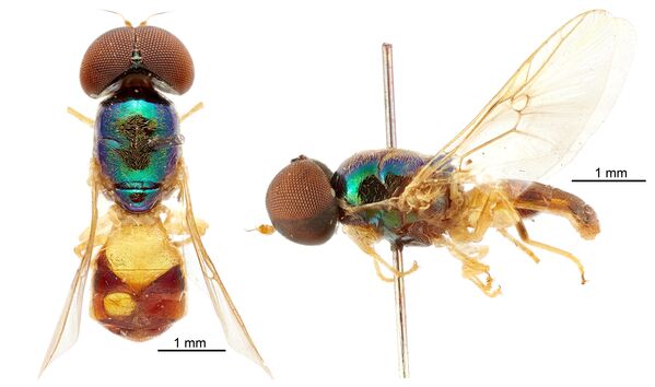 فصيلة جديدة من ذكر الذبابة الجندي (Soldier fly species Microchrysa wrightae) - سبوتنيك عربي