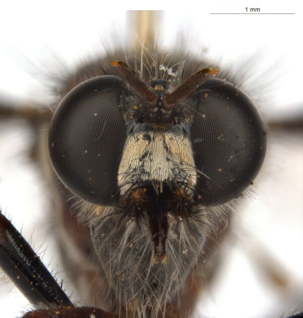 الذبابة لوكي (Loki's fly: Daptolestes illusiolautus) - سبوتنيك عربي