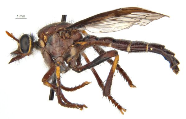 ذبابة ثور (Thor's fly: Daptolestes bronteflavus) - سبوتنيك عربي
