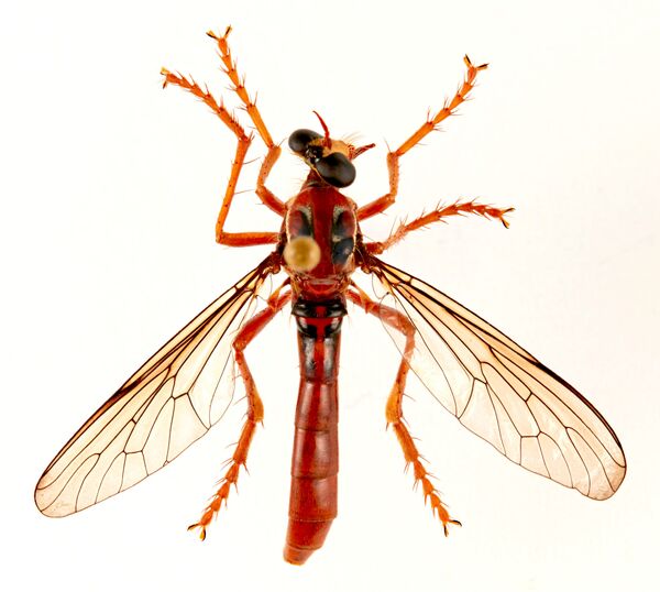 الذبابة ديدبوول (Deadpool fly: Humorolethalis sergius) - سبوتنيك عربي