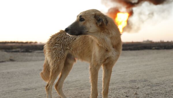 الكلب كروكوداي ضحية تفجير خط الغاز العربي شمال دمشق، سوريا - سبوتنيك عربي