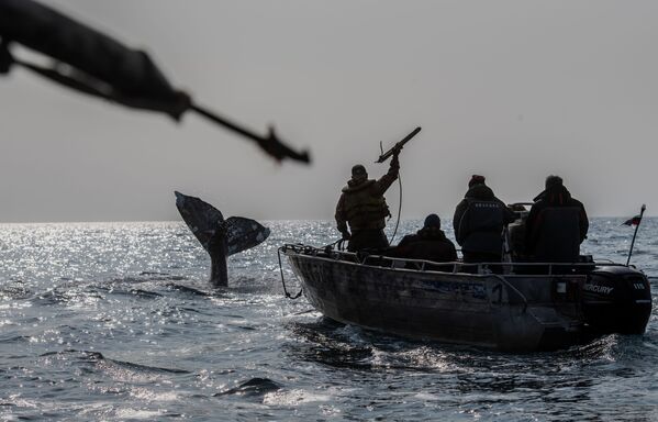 صائدو الحيتان أثناء مطاردة الحيتان في مضيق بيرينغ، إقليم تشوكوتكا، روسيا - سبوتنيك عربي