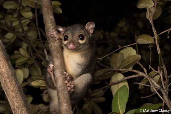 صورة بعنوان حيوان ويولدا (Wyulda)، للمصور ماثيو كلانسي، الحائزة على المركز الثاني في فئة التصوير صورة حيوان من مسابقة مسابقة الطبيعة الجغرافية الأسترالية لعام 2020 - سبوتنيك عربي