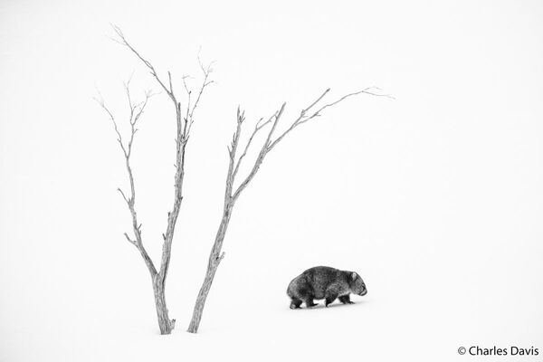 صورة بعنوان عالم فيل، للمصور تشارلز دافيس، الفائزة في فئة التصوير أحادية اللون من مسابقة مسابقة الطبيعة الجغرافية الأسترالية لعام 2020 - سبوتنيك عربي