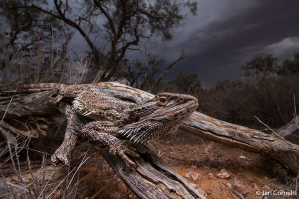 صورة بعنوان عاصفة التنين، للمصور جاري كورنيليس، الفائزة في فئة التصوير موطن الحيوانات من مسابقة التصوير الطبيعة الجغرافية الأسترالية لعام 2020 - سبوتنيك عربي