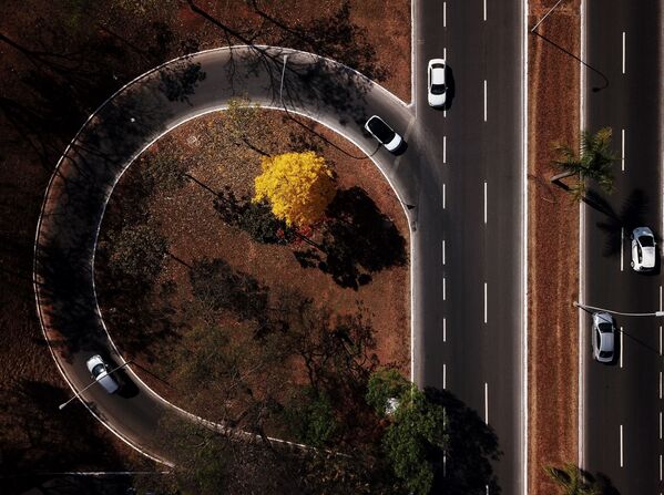 منظر جوي لشجرة إيبا، البرازيل 2 سبتمبر 2020 - سبوتنيك عربي