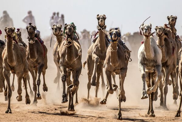 سباق الجمال في صحراء سيناء، جنوب مصر 12 سبتمبر 2020 - سبوتنيك عربي