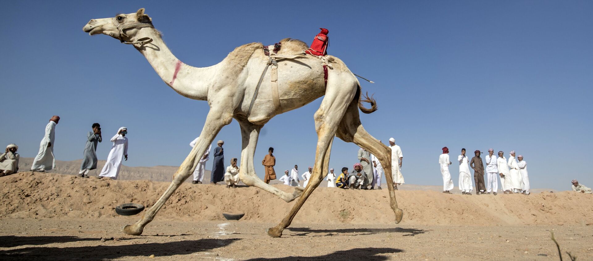 سباق الجمال في صحراء سيناء، جنوب مصر 12 سبتمبر 2020 - سبوتنيك عربي, 1920, 01.07.2021