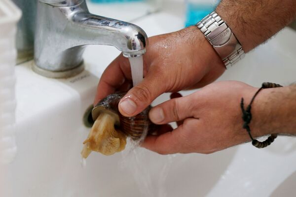 سهيل سويدان، 34 عاماً، يقوم بغسل الحلزونات البرية الأفريقية العملاقة، التي تعتبر مصدراً لتعزيز مادة الكولاجين في الجلد، في مركز تجميل في عمان، الأردن، 16 سبتمبر / أيلول 2020 - سبوتنيك عربي