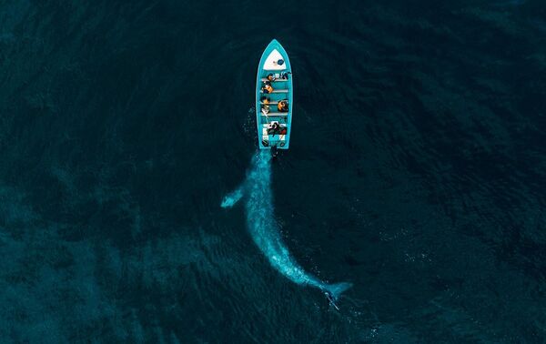 صورة بعنوان الحوت الرمادي يدفع السياح، للمصور جوزيف تشيرز، الفائزة في فئة الطبيعة من مسابقة جوائز التصوير بواسطة الدرون لعام 2020 - سبوتنيك عربي