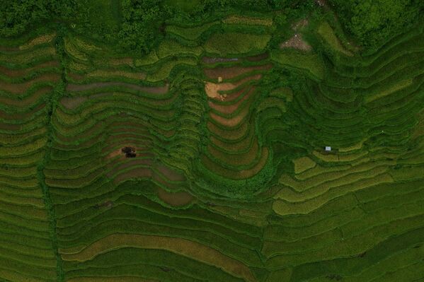 صورة جوية مدرجات الأرز مو تسانغ تشاي، فيتنام 18 سبتمبر 2020 - سبوتنيك عربي
