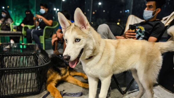 كلب هاسكي وكلاب الراعي الألماني في مقهى Barking Lot في مدينة الخبر، المملكة العربية السعودية 25 سبتمبر 2020 - سبوتنيك عربي
