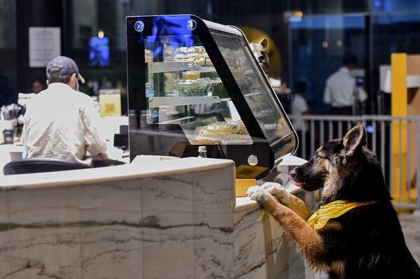 الكلب الراعي الألماني في مقهى Barking Lot في مدينة الخبر، المملكة العربية السعودية 25 سبتمبر 2020 - سبوتنيك عربي