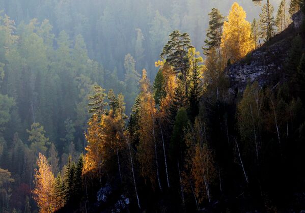 أشجار الخريف في إقليم كراسنويارسكي كراي، روسيا 21سبتمبر 2020 - سبوتنيك عربي