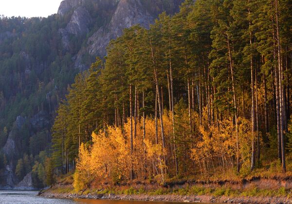 أشجار الخريف على ضفة خليج بيريوسينسكي في إقليم كراسنويارسكي كراي، روسيا 21سبتمبر 2020 - سبوتنيك عربي