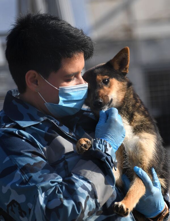 أخصائي الكلاب مع أحد كلاب الخدمة من سلالة سوليموف في قسم كلاب الشرطة في شركة الخطوط الجوية أيروفلوت في مطار شيريميتيفو، موسكو 2 أكتوبر 2020 - سبوتنيك عربي