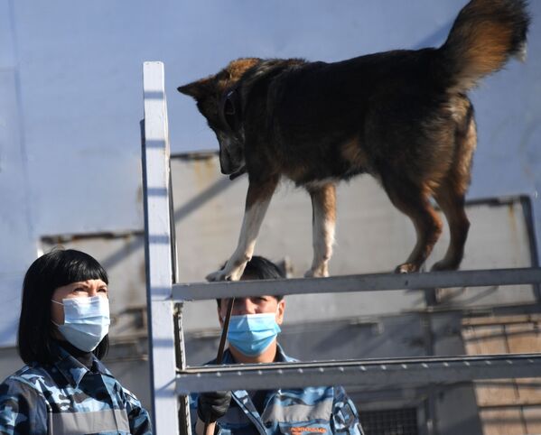 أخصائية الكلاب مع أحد كلاب الخدمة من سلالة سوليموف في قسم كلاب الشرطة في شركة الخطوط الجوية أيروفلوت في مطار شيريميتيفو، موسكو 2 أكتوبر 2020 - سبوتنيك عربي