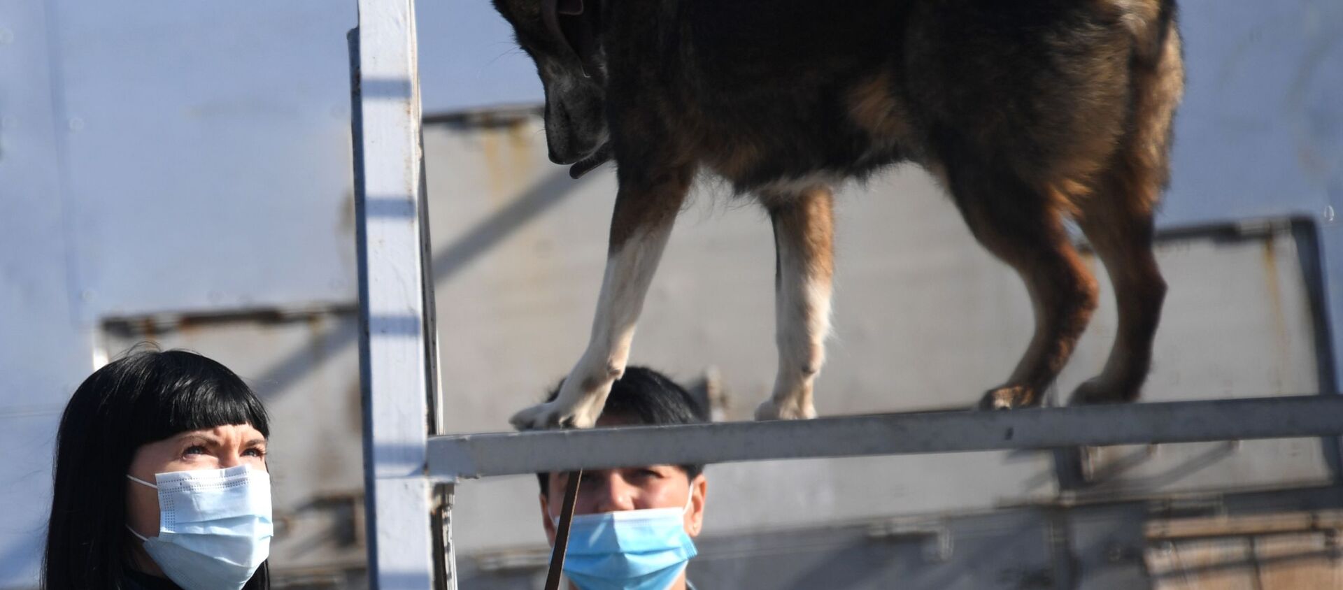 أخصائية الكلاب مع أحد كلاب الخدمة من سلالة سوليموف في قسم كلاب الشرطة في شركة الخطوط الجوية أيروفلوت في مطار شيريميتيفو، موسكو 2 أكتوبر 2020 - سبوتنيك عربي, 1920, 17.03.2021