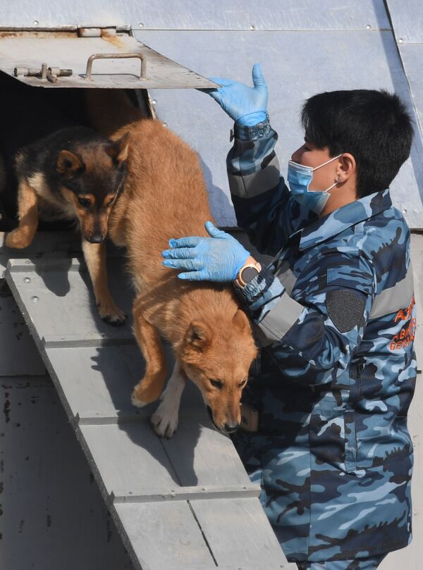 أخصائية الكلاب مع أحد كلاب الخدمة من سلالة سوليموف في قسم كلاب الشرطة في شركة الخطوط الجوية أيروفلوت في مطار شيريميتيفو، موسكو 2 أكتوبر 2020 - سبوتنيك عربي