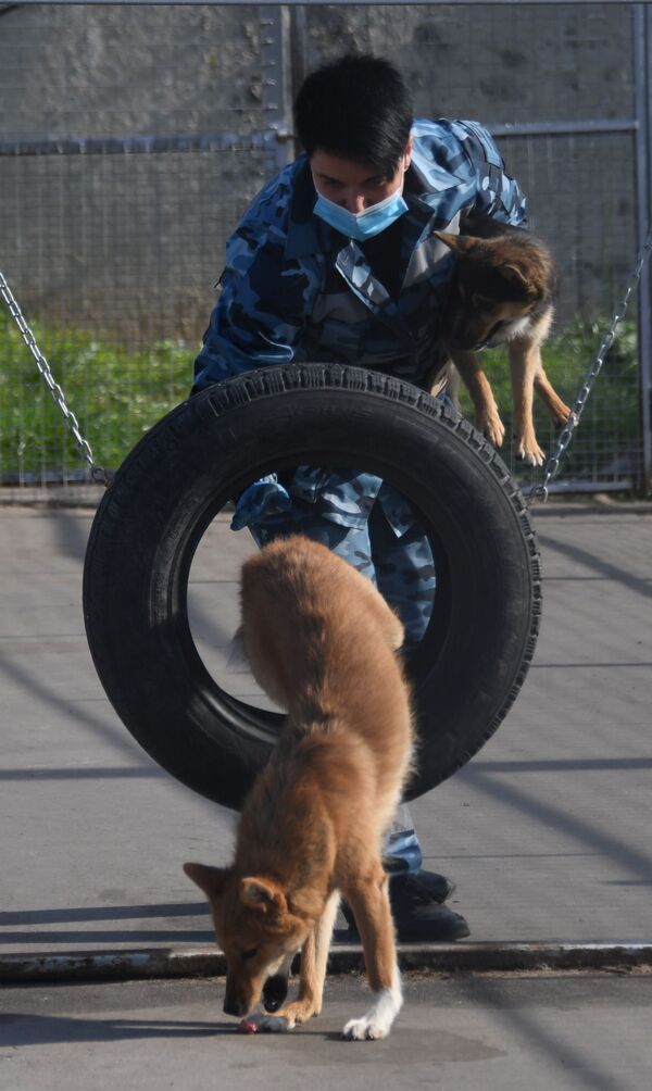 تدريبات كلاب الشرطة في شركة الخطوط الجوية أيروفلوت في مطار شيريميتيفو، موسكو 2 أكتوبر 2020 - سبوتنيك عربي