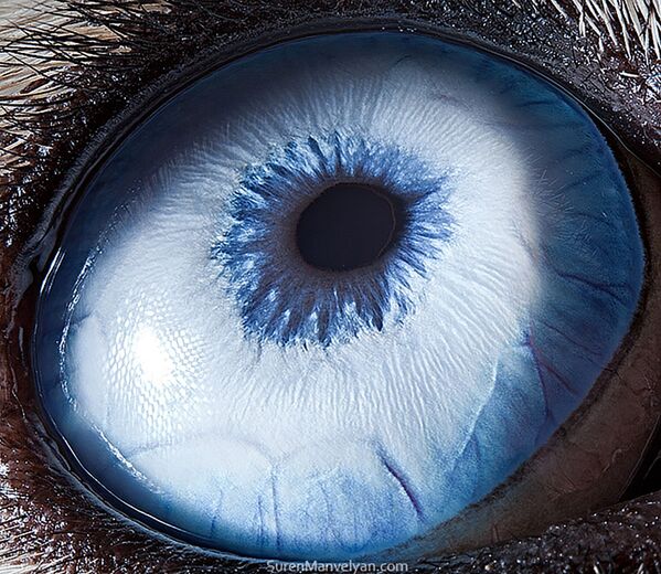 صورة مقربة لعين كلب من فصيلة هاسكي من قبل المصور سورين مانفيليان - سبوتنيك عربي