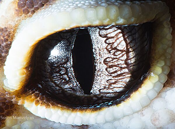 صورة مقربة لعين سحلية من فصيلة حقيقيات الجفن من قبل المصور سورين مانفيليان - سبوتنيك عربي