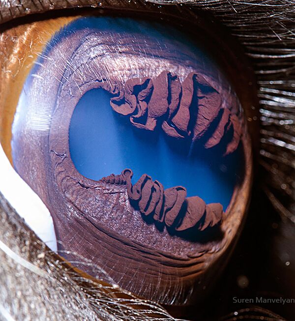 صورة مقربة لعين حيوان لاما من قبل المصور سورين مانفيليان - سبوتنيك عربي
