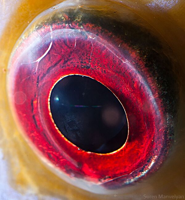 صورة مقربة لعين سمكة من فصيلة القرص من قبل المصور سورين مانفيليان - سبوتنيك عربي