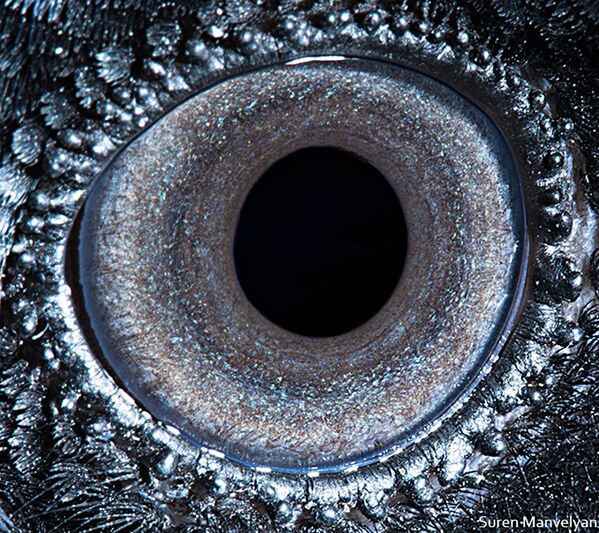 صورة مقربة لعين طائر الغراب من قبل المصور سورين مانفيليان - سبوتنيك عربي