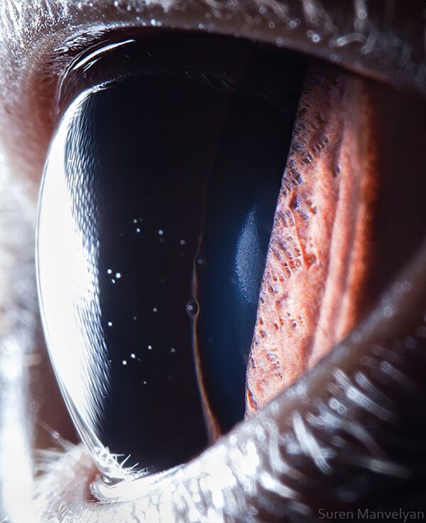 صورة مقربة لعين قط بريطاني قصير الشعر من قبل المصور سورين مانفيليان - سبوتنيك عربي