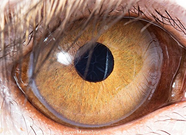 صورة مقربة لعين قرد من فصيلة مكاك ريسوسي من قبل المصور سورين مانفيليان - سبوتنيك عربي