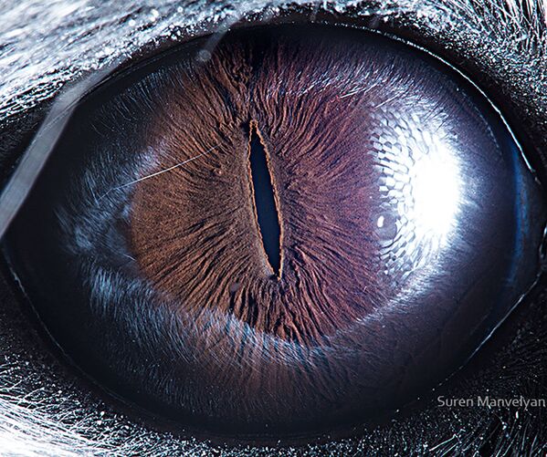 صورة مقربة لعين حيوان شنشيلة من قبل المصور سورين مانفيليان - سبوتنيك عربي