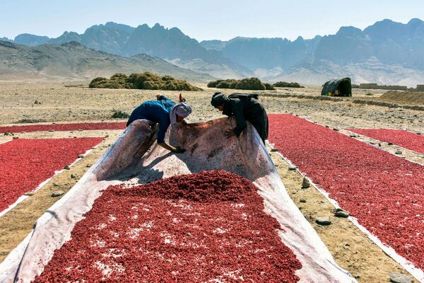 مزارعون يعملون في حقل متنوع لبذور الرمان في قندهار، أفغانستان 7 أكتوبر 2020 - سبوتنيك عربي