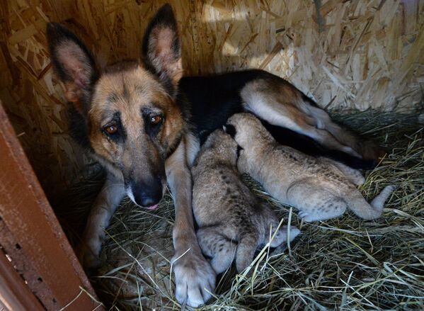  أنثى كلب  الراعي تتقبل شبلي أسد وتقوم بإطعامهما، وهو ما رفضت فعله والدتهما، 7 أكتوبر 2020 - سبوتنيك عربي