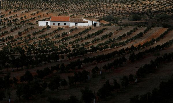 مزرعة أفوكادو، في منطقة ألغارفي (أو بالعربية: الغرب) بالقرب من لاغوس، البرتغال 5 أكتوبر 2020 - سبوتنيك عربي