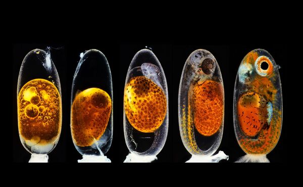 صورة للتطور الجنيني لسمكة المهرج البرتقالية (Amphiprion percula) خلال أيام تكوينها 1 و 3 (صباحًا ومساءً) و 5 و 9 ، للمصور الألماني دانيال كنور، الحائزة على المركز الثاني في مسابقة نيكون لتصوير العالم الصغير لعام 2020 - سبوتنيك عربي