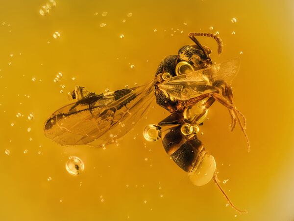 صورة لنملة مجنحة عمرها 20 مليون سنة عالقة في الكهرمان، للمصور الصيني الدكتور خوان جي، التي دخلت قائمة صور متميزة في مسابقة نيكون لتصوير العالم الصغير لعام 2020 - سبوتنيك عربي