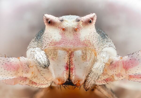 صورة ذوطة (من فصيلة العناكب Thomisus) ، للمصور الإسباني بيريز كارسي، التي نالت تقييمعالي التصنيف، في مسابقة نيكون لتصوير العالم الصغير لعام 2020 - سبوتنيك عربي