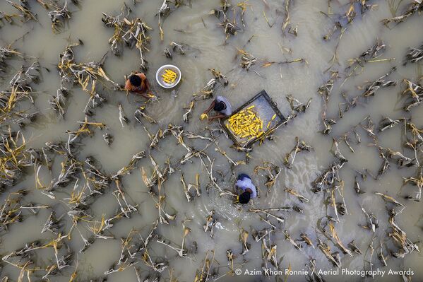 صورة بعنوان مياه الفيضانات ألحقت الضرر بالمحاصيل، للمصور البنغلاديشي عظيم خان روني، الفائزة بالمركز الثاني في فئة التصوير التحرير من مسابقة جوائز التصوير الجوي لعام 2020 - سبوتنيك عربي