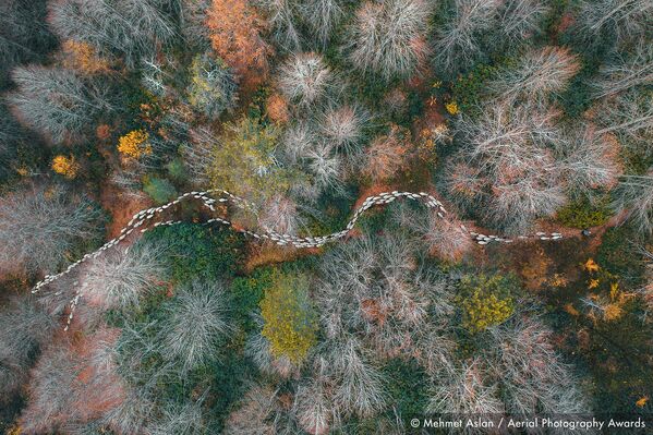 صورة بعنوان مسار في الغابة، للمصور التركي محمد أسلان، الفائزة في فئة التصوير الأشجار والغابات من مسابقة جوائز التصوير الجوي لعام 2020 - سبوتنيك عربي